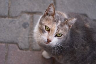 découvrez tout sur le phénomène 'cat fever' ! explorez l'engouement pour les chats, leurs comportements fascinants et pourquoi ils capturent nos cœurs. plongez dans cet univers adorable et amusant qui fait craquer les amoureux des félins.