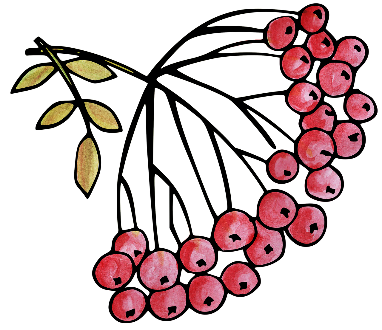 découvrez l'univers savoureux et nutritif des baies ! riches en vitamines, antioxydants et fibres, les baies comme les framboises, myrtilles et fraises sont idéales pour une alimentation saine. apprenez à les intégrer dans vos recettes et profitez de leurs bienfaits pour la santé.