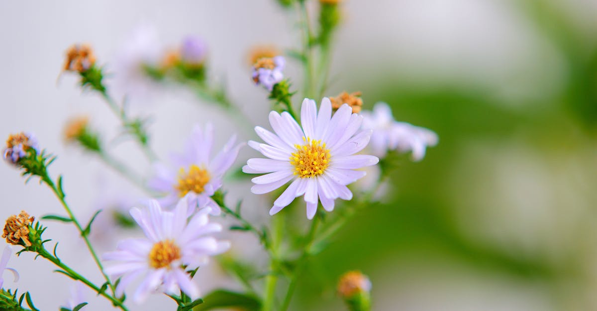 découvrez les bienfaits de la camomille, une plante apaisante reconnue pour ses propriétés relaxantes et digestives. explorez ses utilisations en infusion et en aromathérapie pour améliorer votre bien-être au quotidien.