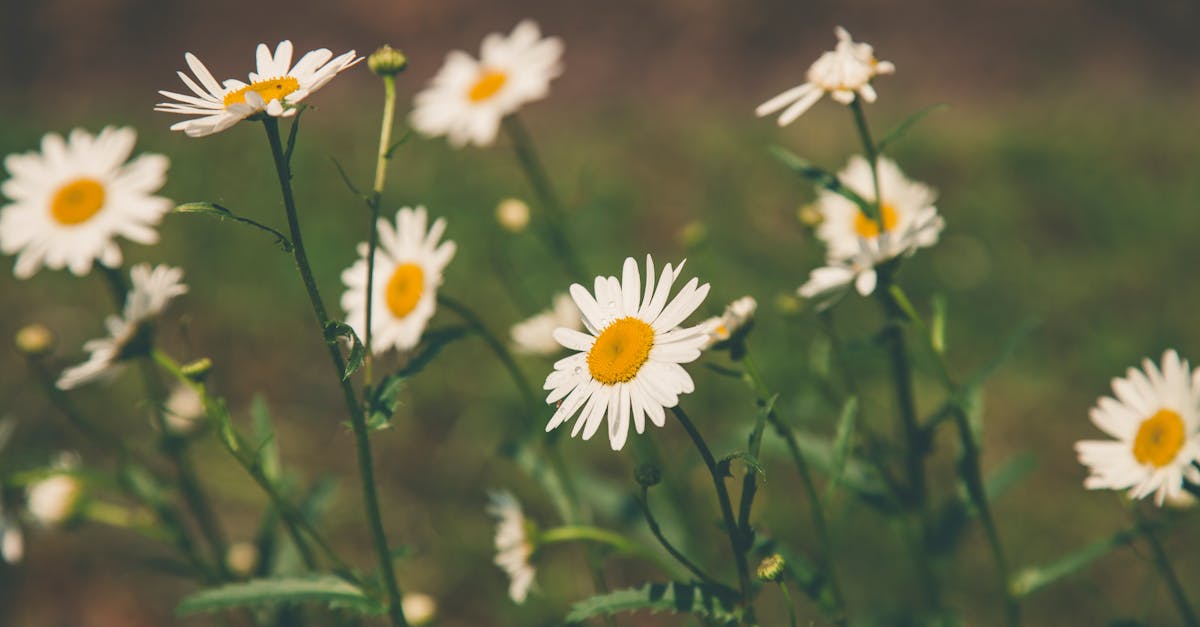 découvrez les bienfaits de la camomille, une plante aux propriétés apaisantes et anti-inflammatoires. idéale pour favoriser le sommeil et soulager les douleurs, la camomille est utilisée en infusion, en huile essentielle ou en soins cosmétiques. explorez ses nombreuses vertus naturelles !