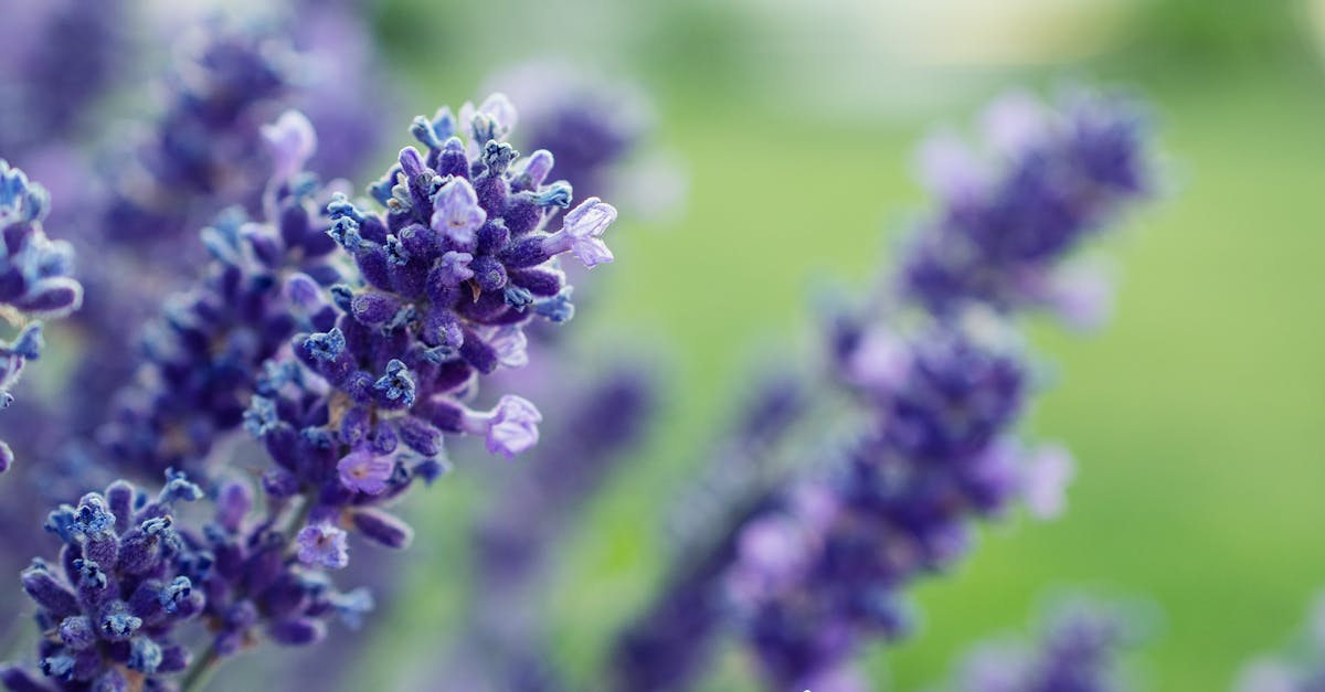 découvrez les bienfaits apaisants de la lavande, une plante prisée pour son arôme délicat et ses propriétés relaxantes. apprenez à l'utiliser en aromathérapie, dans vos recettes de bien-être ou comme décoration naturelle.