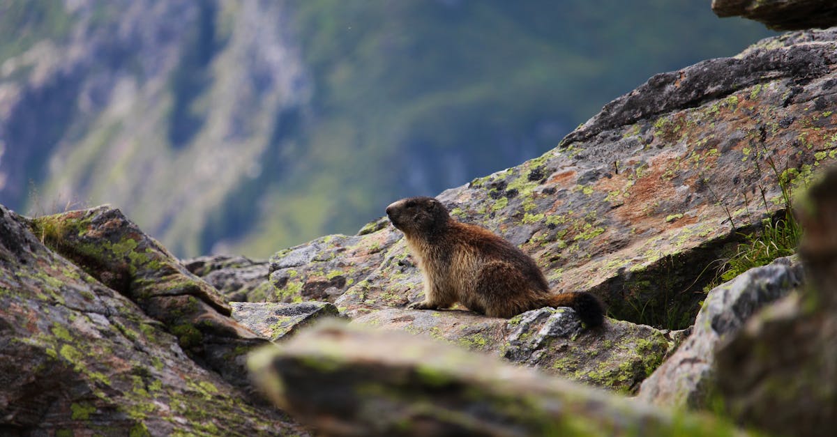 découvrez un univers ludique et éducatif pour vos enfants avec marmots ! des activités créatives, des jeux amusants et des conseils pratiques pour accompagner le développement de vos petits dans un environnement joyeux et stimulant.