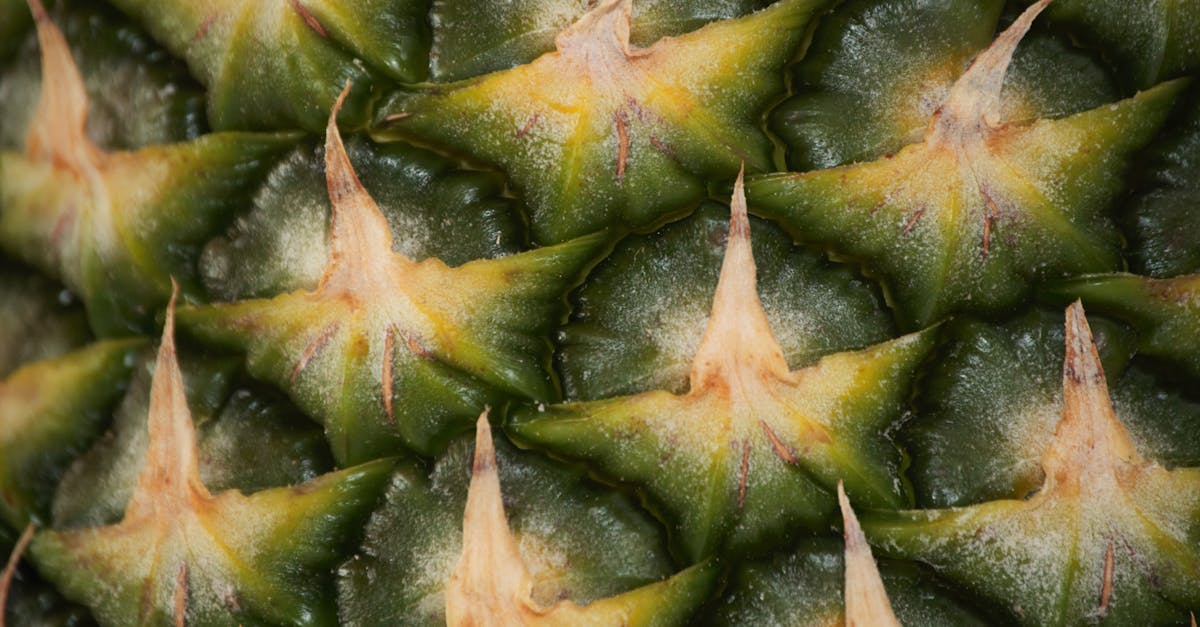 découvrez la broméline, une enzyme naturelle extraite de l'ananas, réputée pour ses propriétés anti-inflammatoires, digestives et bienfaits sur la santé. apprenez comment elle peut améliorer votre bien-être général et son utilisation dans les compléments alimentaires.
