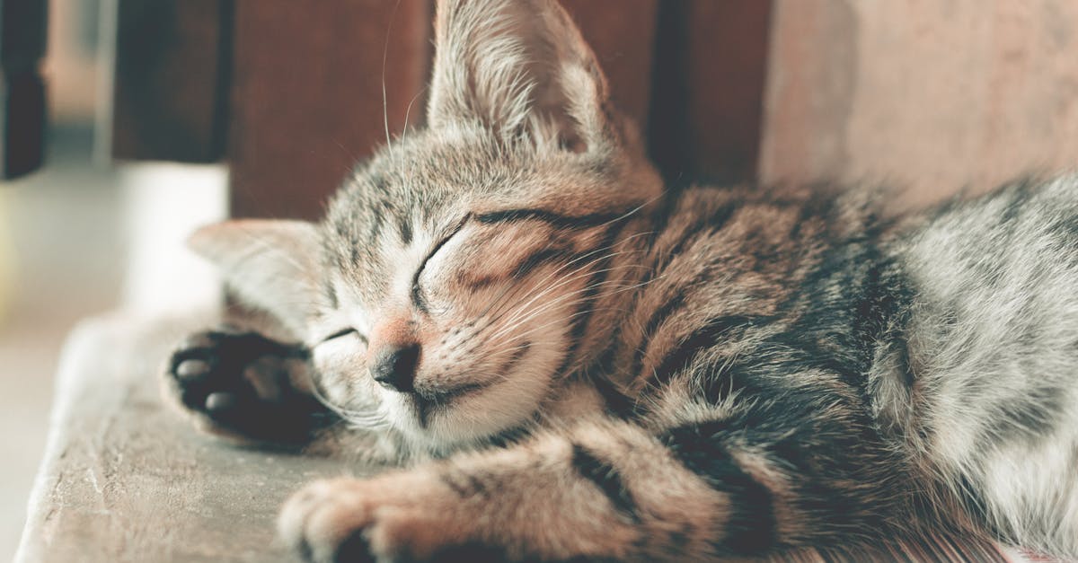 découvrez la durée de sommeil idéale pour optimiser votre bien-être. apprenez à équilibrer vos heures de repos afin d'améliorer votre santé physique et mentale.