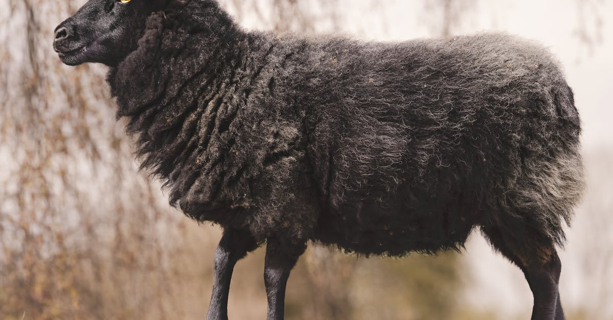découvrez l'univers fascinant des ovins : des informations sur l'élevage, les différentes races, ainsi que des conseils pour prendre soin de vos moutons. plongez dans l'élevage ovins et apprenez tout ce qu'il faut savoir pour réussir.