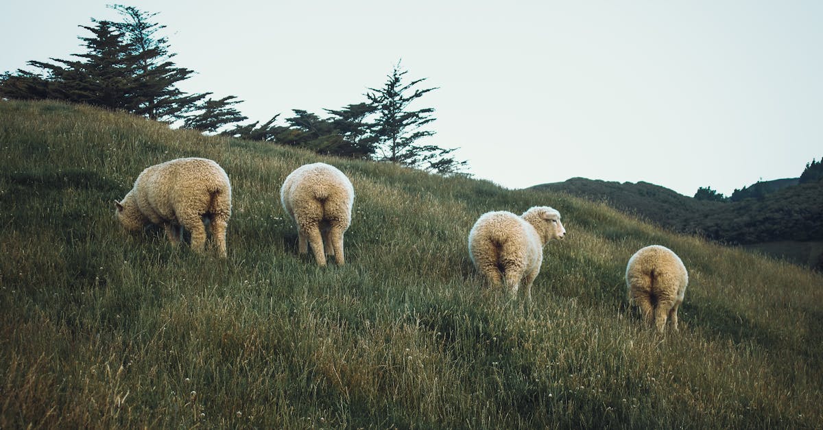 découvrez l'univers fascinant des ovins : tout ce que vous devez savoir sur l'élevage des moutons, leur habitat, leur alimentation, et les différentes races. apprenez les meilleures pratiques pour optimiser la santé et la productivité de vos animaux.