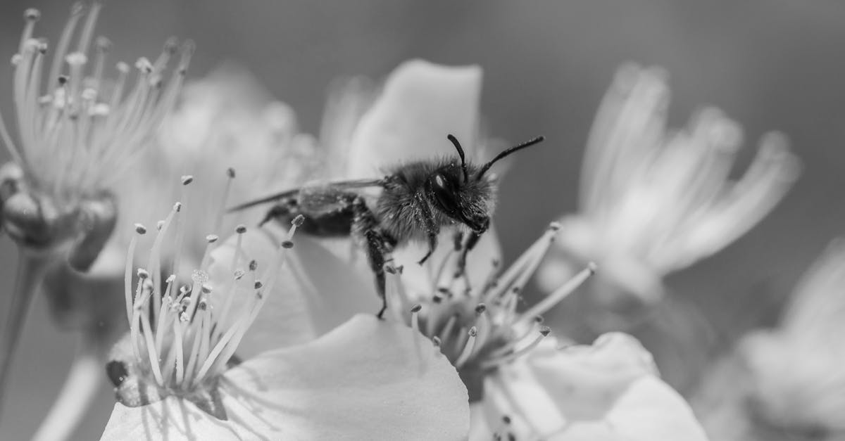 découvrez tout ce que vous devez savoir sur le pollen : ses origines, son rôle dans la pollinisation, et son impact sur la santé et l'environnement. apprenez à mieux comprendre ce phénomène naturel et comment il influence notre quotidien.