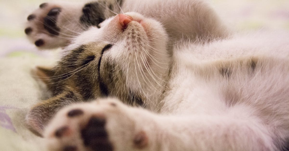 découvrez l'importance du sommeil pour votre santé et votre bien-être. apprenez des conseils pratiques pour améliorer la qualité de votre sommeil et vous réveiller revitalisé chaque matin.