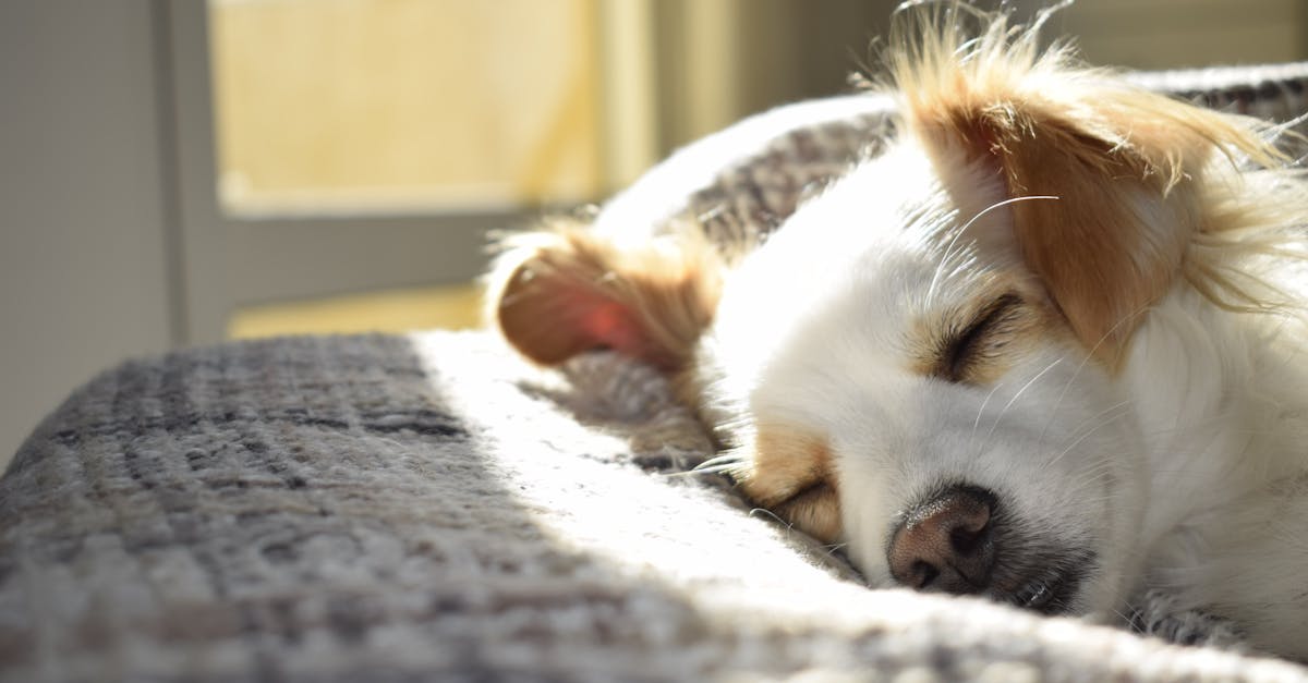 découvrez l'importance du sommeil pour votre santé et votre bien-être. apprenez des conseils pratiques pour améliorer la qualité de votre sommeil, établir une routine apaisante, et maximiser votre énergie au quotidien. explorez l'univers du sommeil et transformez vos nuits en moments de repos réparateur.