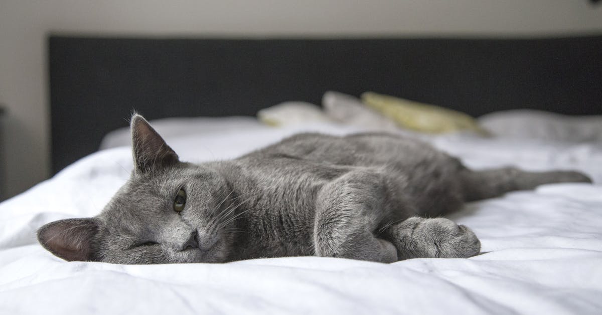 découvrez tout sur l'apnée du sommeil : symptômes, causes, traitements et conseils pour améliorer votre qualité de sommeil. informez-vous pour mieux comprendre cette condition fréquente et ses impacts sur la santé.
