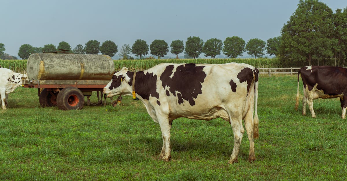découvrez tout sur la taurine, un acide aminé essentiel aux bienfaits variés, présent naturellement dans le corps humain et souvent utilisé dans les boissons énergétiques. explorez ses rôles, ses sources alimentaires et son impact sur la santé.