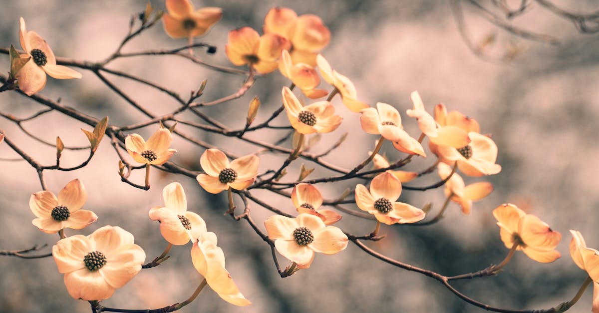 découvrez l'impact du pollen des arbres sur votre santé et l'environnement. apprenez à reconnaître les types de pollen, leurs saisons et comment réduire les allergies printanières pour profiter pleinement de la nature.