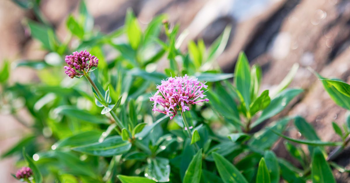 découvrez les bienfaits de la valériane, une plante médicinale réputée pour ses propriétés apaisantes et relaxantes. idéale pour améliorer votre sommeil et réduire le stress, la valériane est un allié naturel pour une vie plus sereine.